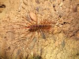 00396-2316 Soutigeromorph centipede with small millipede underneath in Kenyalang Cave - Photo by 